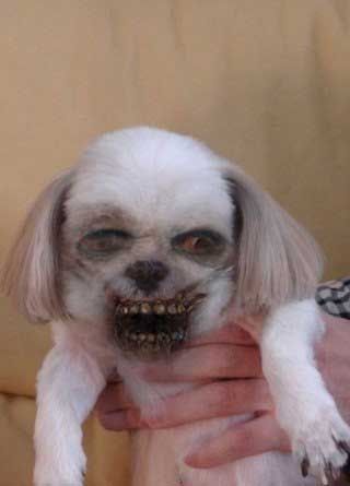 ʬ(ZombieBooth) v3.05