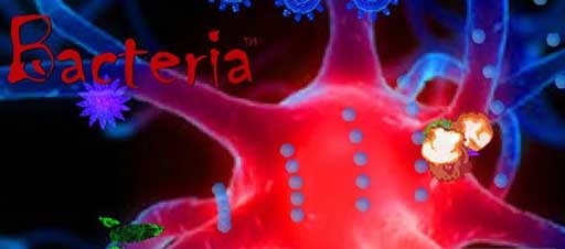 ϸֻ Bacteria Arcade Edition v1.1